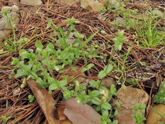 Cerastium brachypetalum
