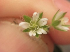 Cerastium brachypetalum