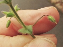 Cerastium brachypetalum