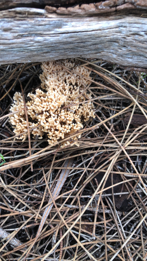 Ramaria filicicola