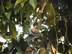 Ducula badia