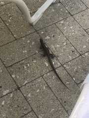 Cnemidophorus arubensis