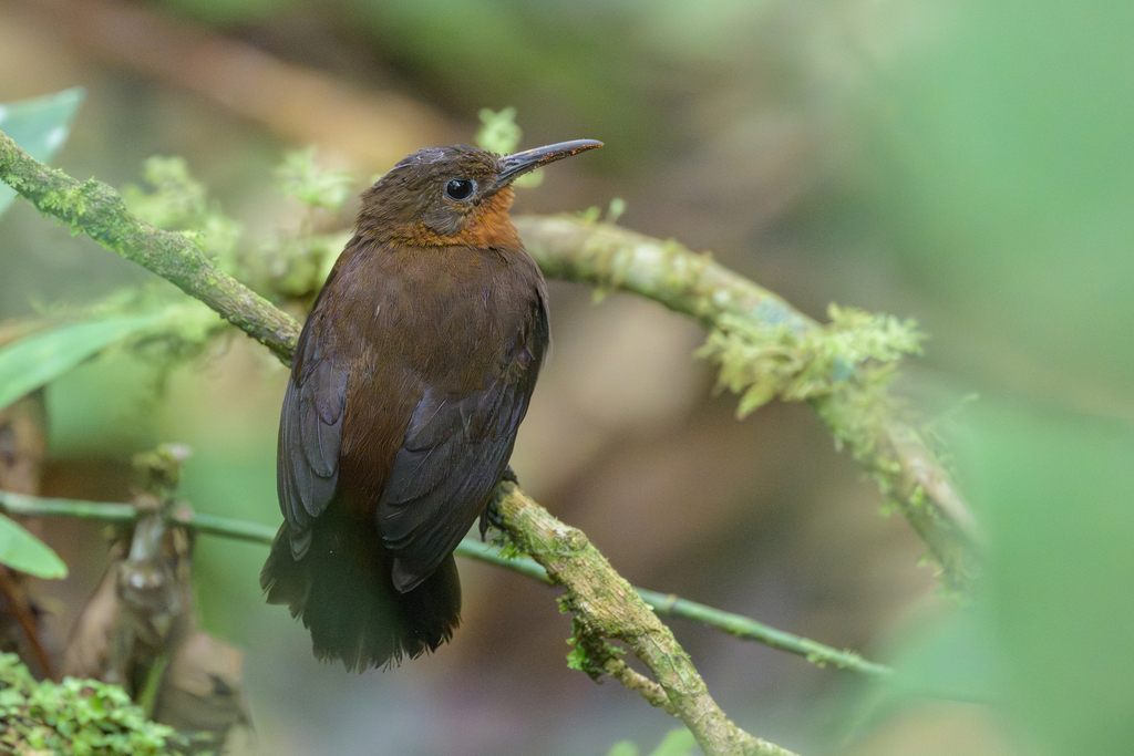 South American Leaftosser photo