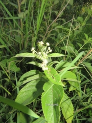 Lippia umbellata