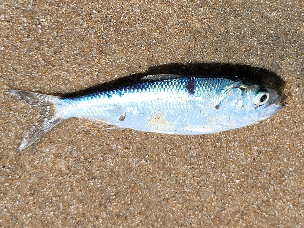 Roux's sardinella (Sardinella rouxi) — Clupeidae