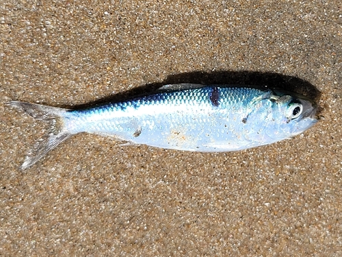 Roux's sardinella (Sardinella rouxi) — Clupeidae
