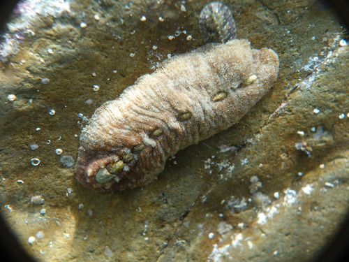 Cryptoplax japonica observed 2025-04-05