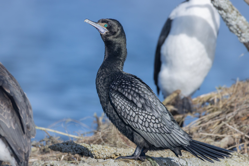 Little Black Cormorant, photo 2 of 7
