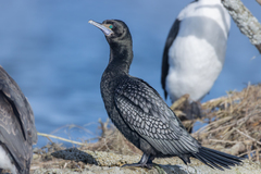 Little Black Cormorant photo 3