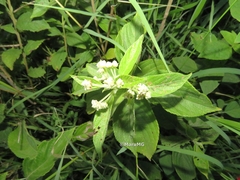 Lippia umbellata