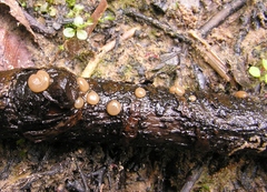 Adelphella babingtonii