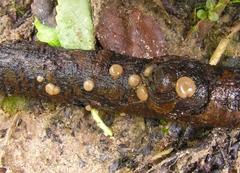 Adelphella babingtonii