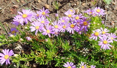 Felicia fruticosa
