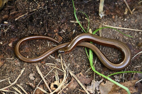 Common Slowworm, Nationaal Park Zuid-Kennemerland, Overveen, Noord-Holland, NL, photo 10 of 10
