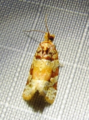 Argyrotaenia kimballi
