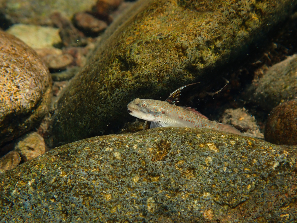 Pseudogobiopsis lumbantobing (Pseudogobiopsis lumbantobing)