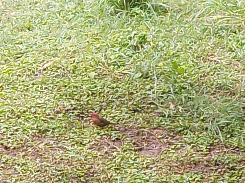Red-billed Firefinch