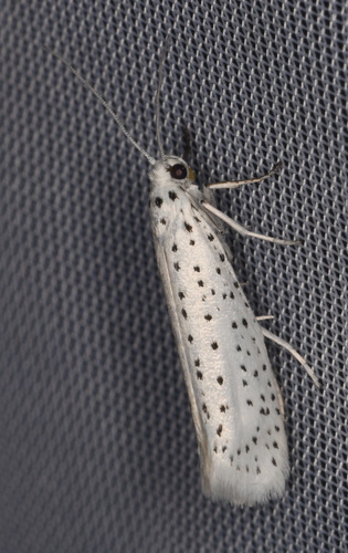 Bird-cherry Ermine photo 3