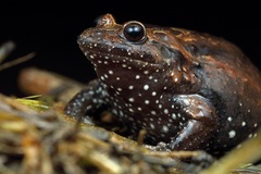 Hula Painted Frog photo 1