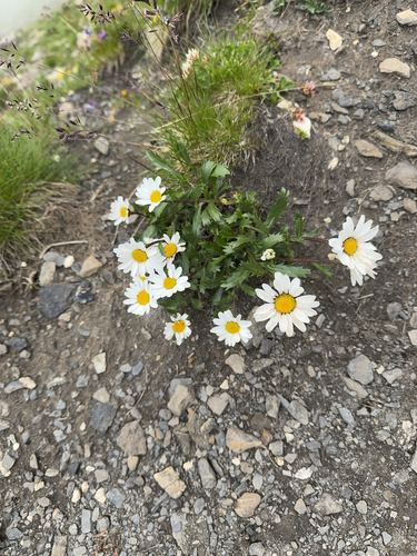Haller's Ox-Eye Daisy (Leucanthemum halleri)