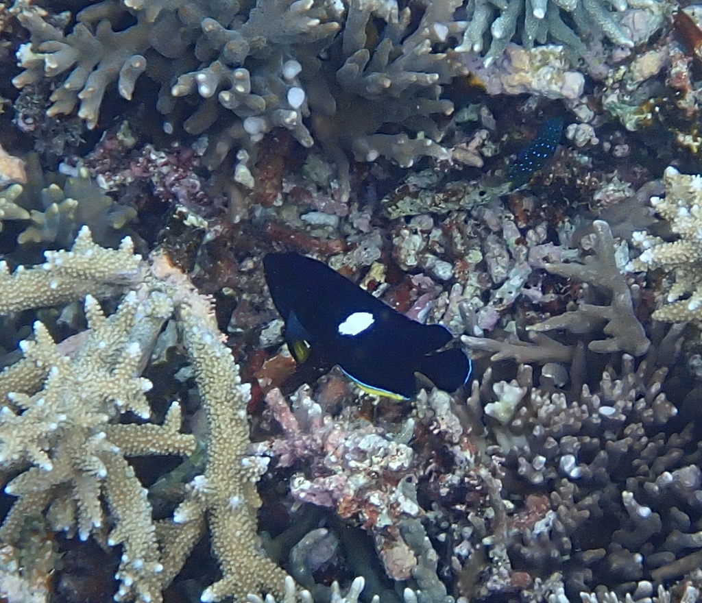 Black Angelfish