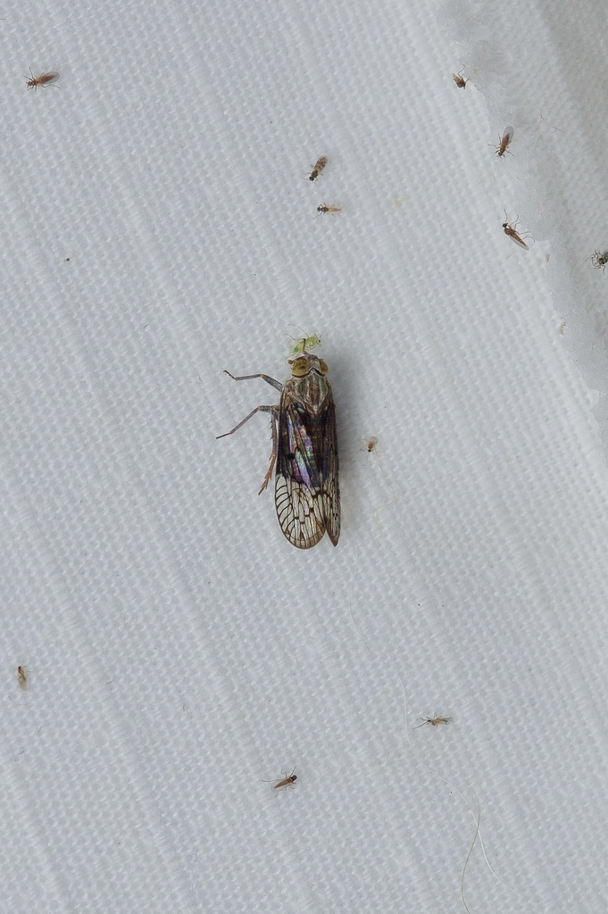 Oliaronus tontonus