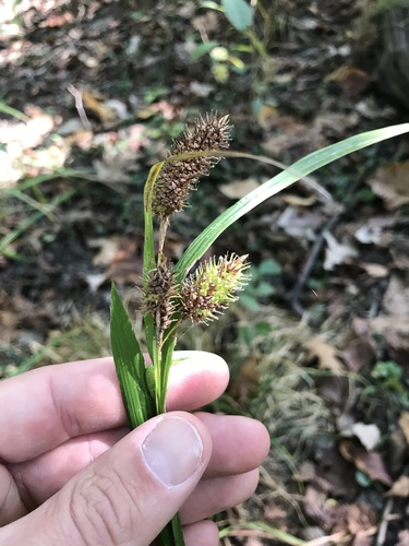 cattail sedge (Carex typhina)