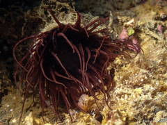 Cerianthus membranaceus