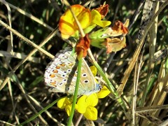 Polyommatus bellargus