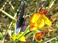 Polyommatus bellargus