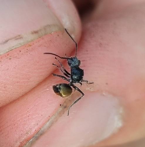 Polyrhachis appendiculataPolyrhachis appendiculata