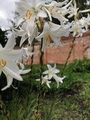 Lilium candidum