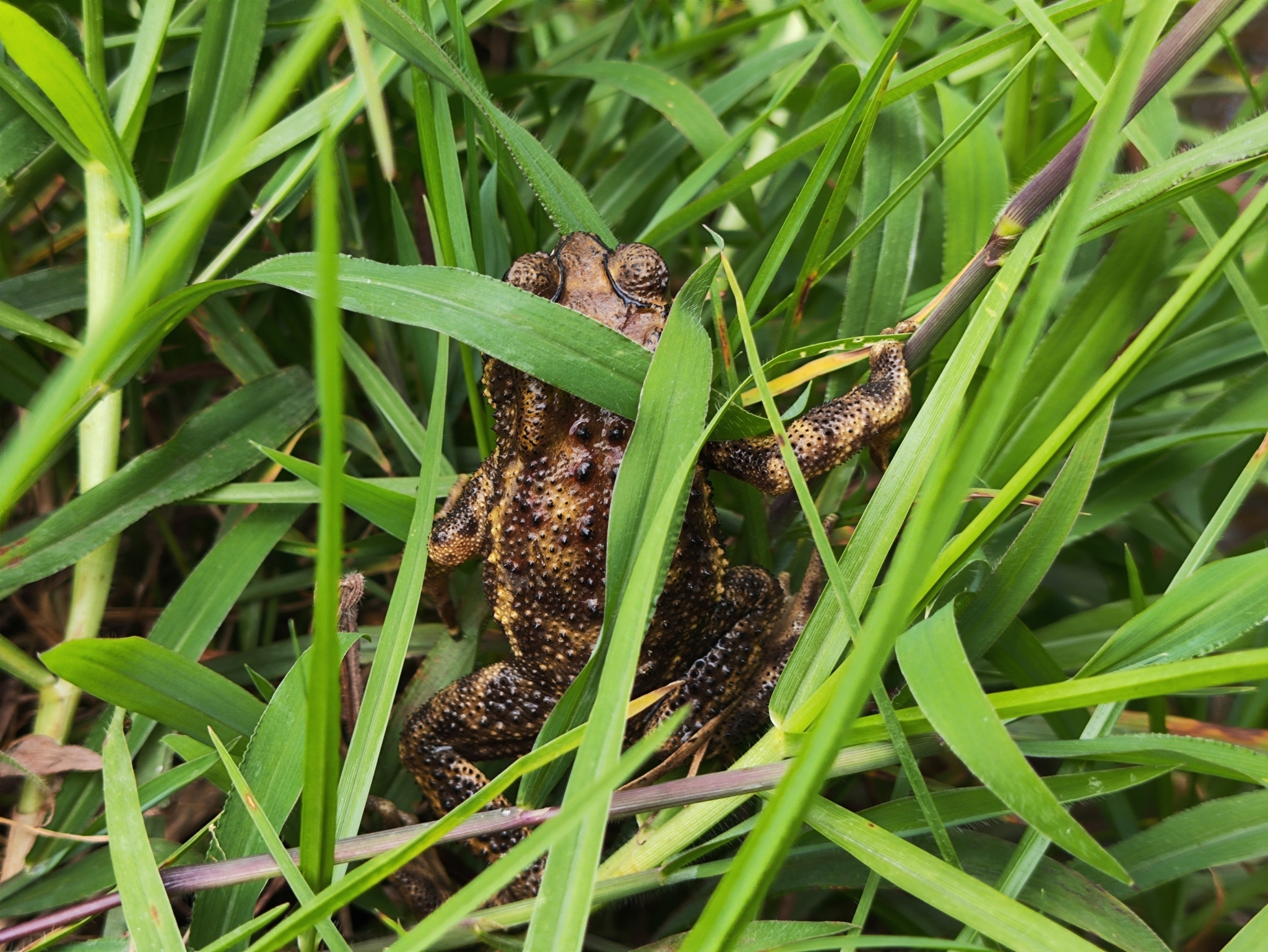 Indian Common True Toad