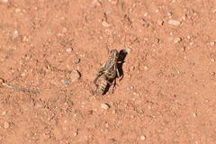 Oedaleonotus enigma