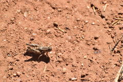 Oedaleonotus enigma