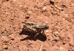 Oedaleonotus enigma