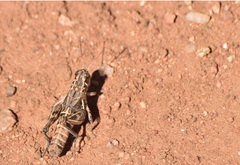 Oedaleonotus enigma