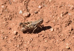 Oedaleonotus enigma