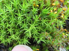 Polytrichum longisetum