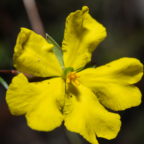 Prickly guinea flower (Hibbertia acicularis)