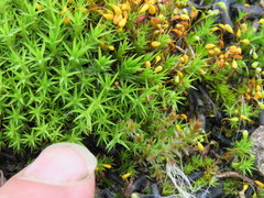 Polytrichum longisetum
