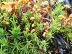 Polytrichum longisetum