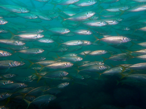 Bung (Trachurus novaezelandiae) — Carangidae