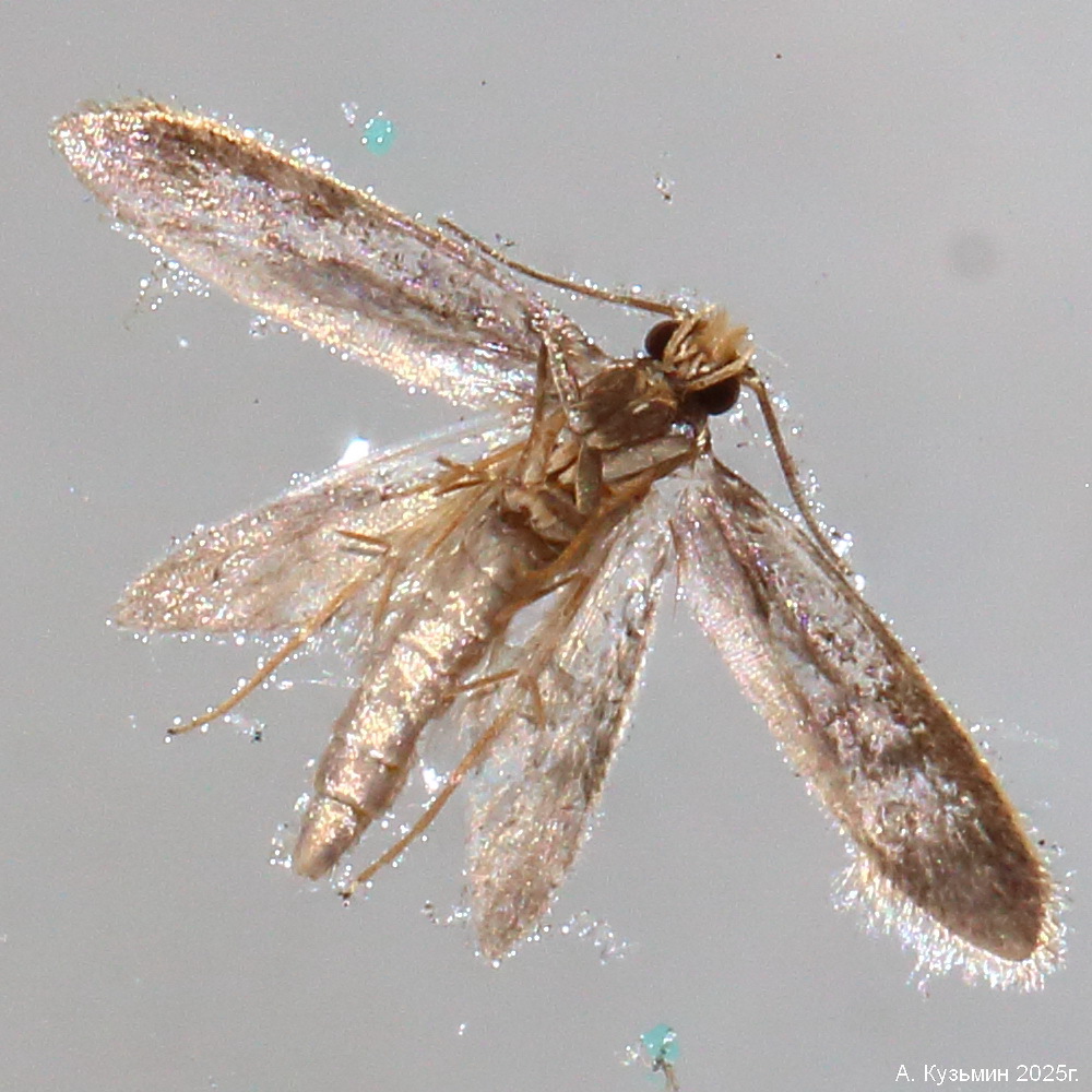 Моль Шубная (Tinea pellionella)