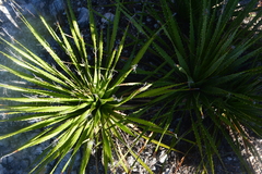 Dasylirion cedrosanum