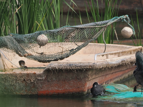 Common Coot