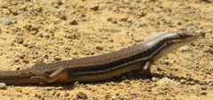 Trachylepis depressa