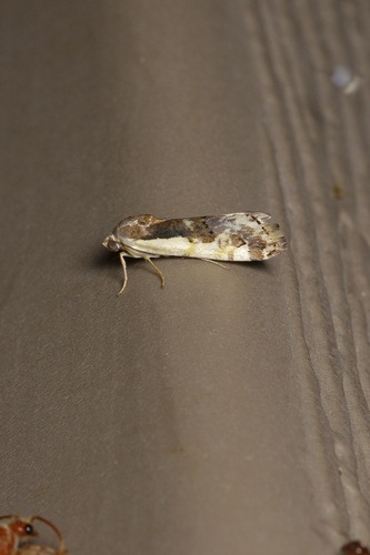 Tarache lanceolata photo 5