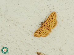 Polygrammodes eleuata