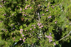 Juniperus coahuilensis